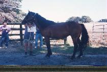 �߱� (CHUNGGUNG) ����