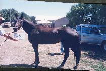 �޻� (HAETSAL) ����