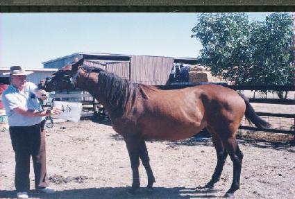 ÷���� ����