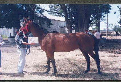 ������ ����