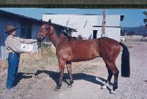 ������ (SUBLIME) ����