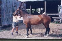 ���� (T��AEP��YEONGMU) ����