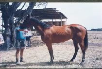 ���� (TOLCH��UL) ����