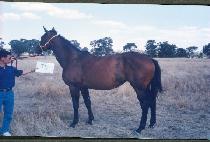 ����� (PIYAKJIN) ����