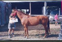 õ������ (CH��EONJIJEWANG) ����