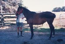 �������� (CHUJA P��YEONGJEONG) ����