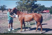 ���� (TOKGOL) ����