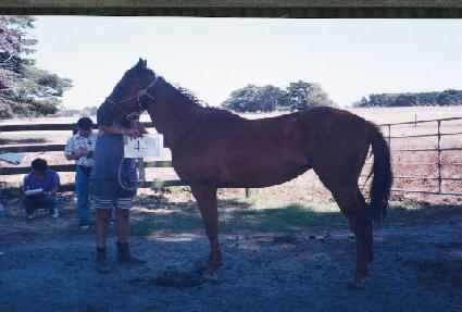 �г������� ����