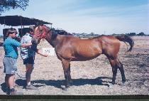 ���ǲ� (NAEUIKKUM) ����