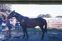 ��â (HANCH��ANG) ����