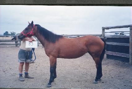 �ڽ� ����