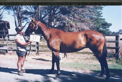 �޺���̼� ����