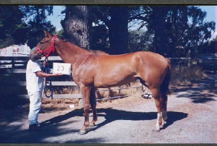 ������Ʈ ����