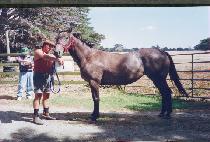 �Ͼ�� (HAYAN KKUM) ����