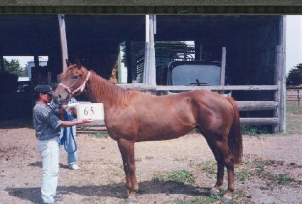 ������ ����