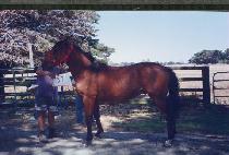 ���� (RISSIE) ����