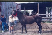 Ÿ������ (TAJ MAHAL) ����