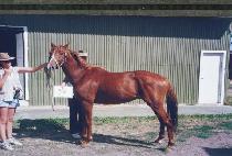 ���� (RENO) ����