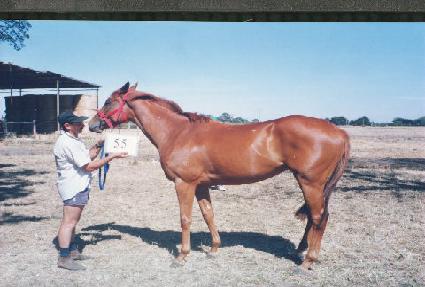 ������� ����