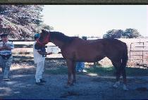 ��κ� (HYANGROBONG) ����