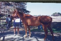 ��ǳ (T��AEP��UNG) ����