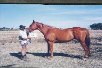 ���������� (HIDDEN PRINCE) ����