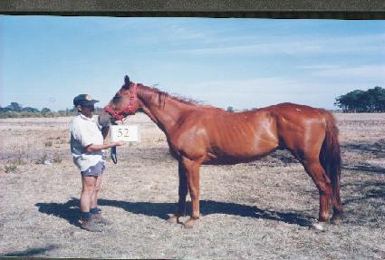 ���������� ����