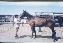 ������ġ (BLACK WATCH) ����