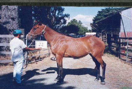 ���� ����