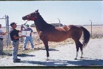 ȭ��Ʈ���� (WHITE DAY) ����