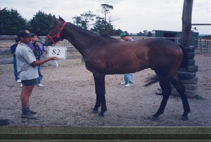 ����Ȳ�� ����