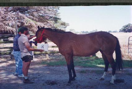 ������ ����