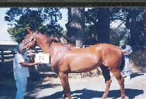 ��κ� (PAEKTUBONG) ����