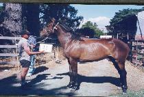 ����� (KISULLO) ����