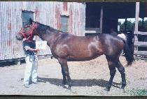 ���� (KORO) ����