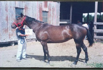 ���� ����