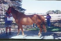 ���ĵ� (MORAE P��ADO) ����