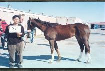 ���̵���Ŭ (LADY SPARKLE) ����