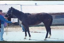 �۷νð� (GLOSSY GUN) ����