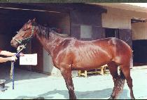 �̽��Ḱ����۶� (MISSMELINDASGLIDE) ����