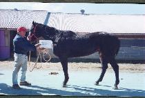 �佺Ű�� (PESKY PAL) ����