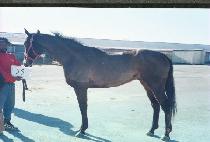 ������Ǯ���� (A JOYFUL DANCER) ����