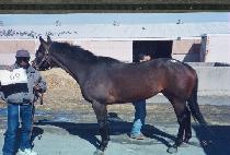 ��Ϻ�� (JOHNNY B. GOOD) ����