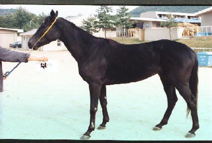 ������ ����