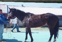 ���ø����� (RIPPLING RAIN) ����