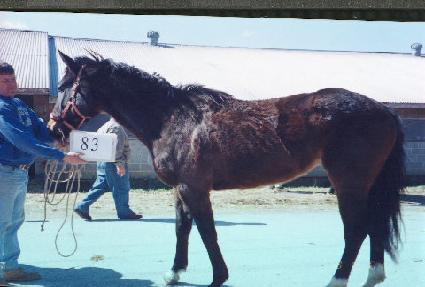 ���ø����� ����