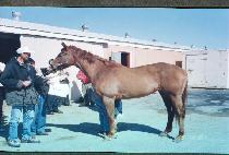 ������� (MAYA��S LOVE) ����