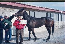 ���̾��ص� (I C ANDY) ����