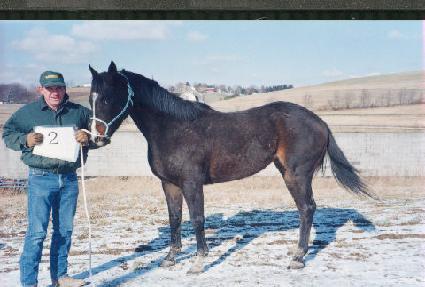 �ǵ鸰����ũ ����