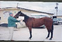 �۶��̵������� (GLIDING PRINCE) ����